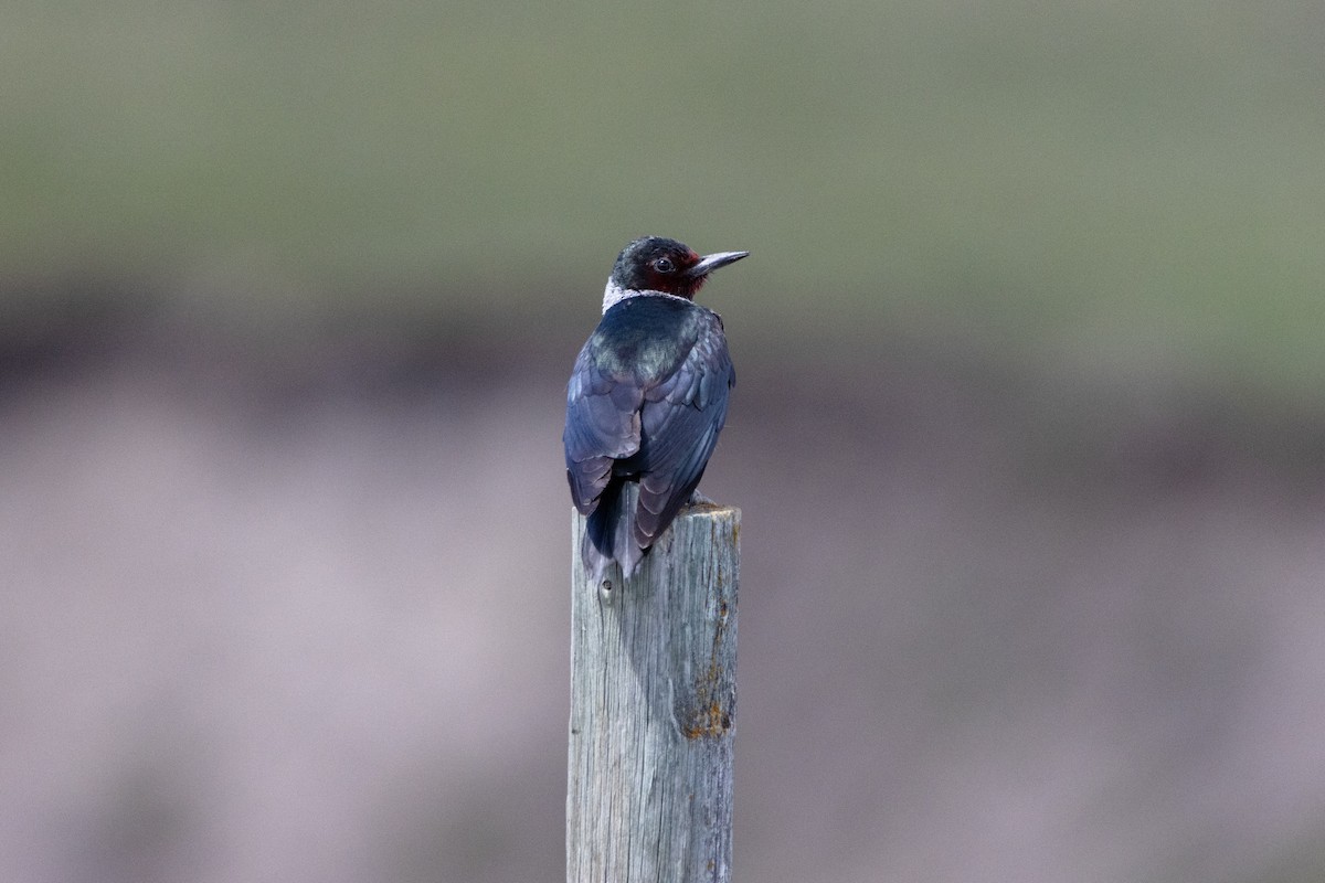 Lewis's Woodpecker - ML249453231