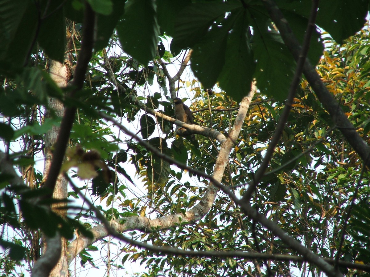 Roadside Hawk - Jienchi  Dorward