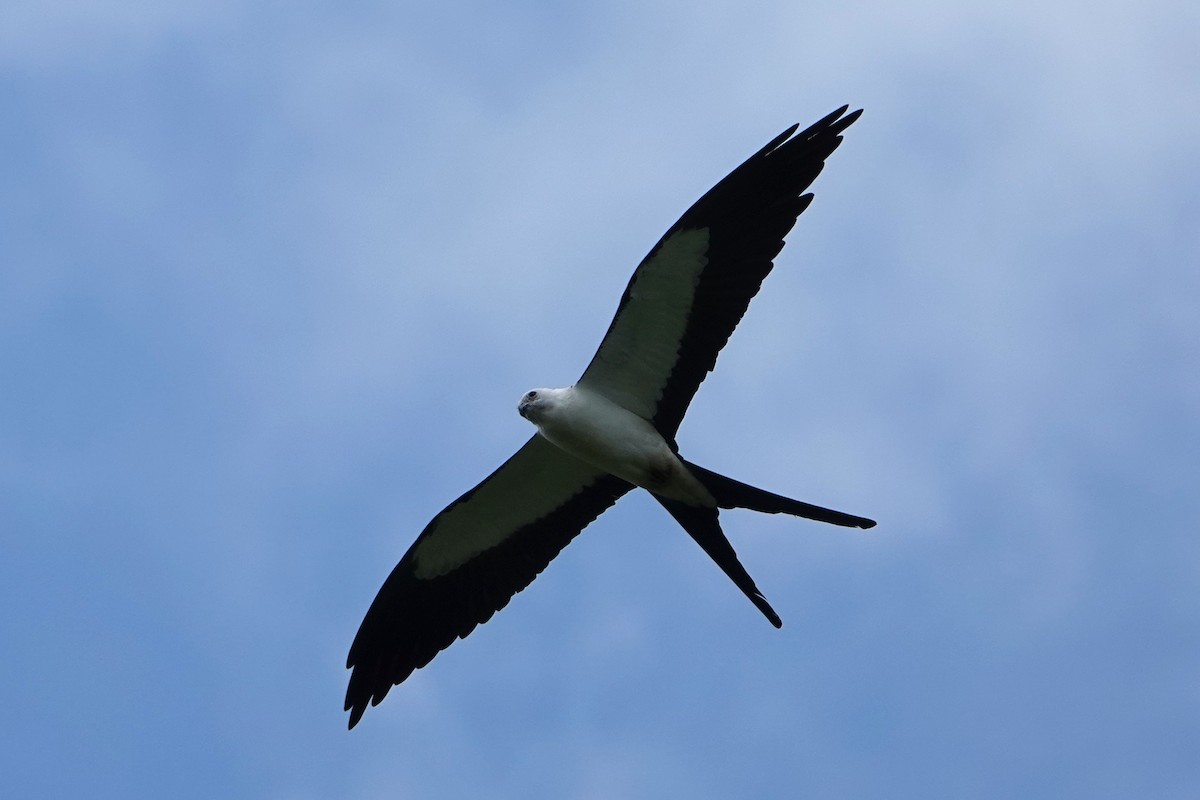 Swallow-tailed Kite - ML249454381