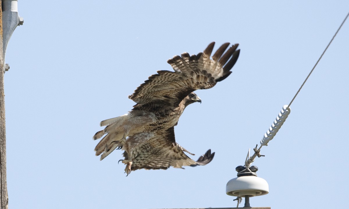 Red-tailed Hawk (calurus/alascensis) - ML249455801