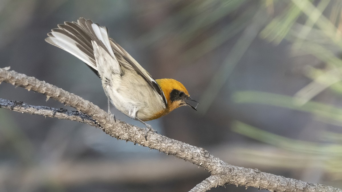 Olive Warbler - Bryan Calk