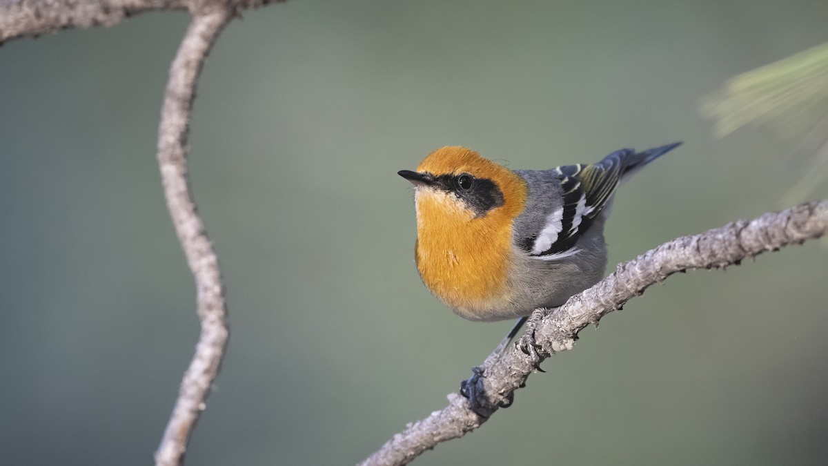 Olive Warbler - Bryan Calk