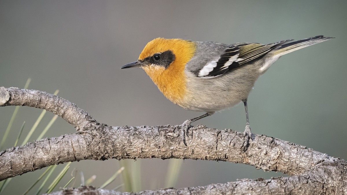 Olive Warbler - Bryan Calk