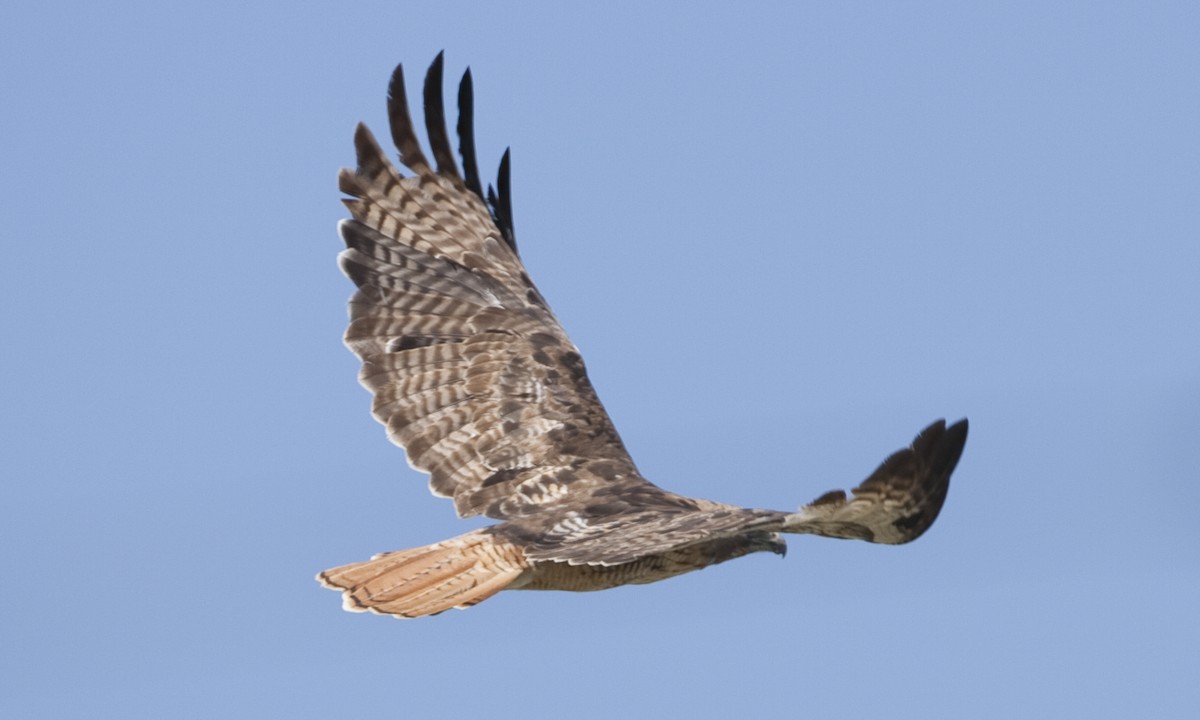 Red-tailed Hawk (calurus/alascensis) - ML249456681
