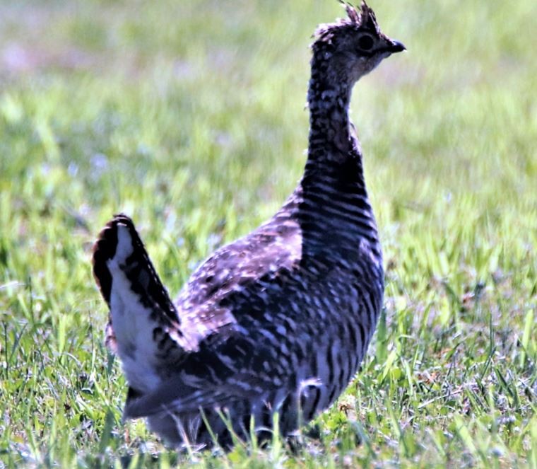 Greater Prairie-Chicken - Mark Mahaffey