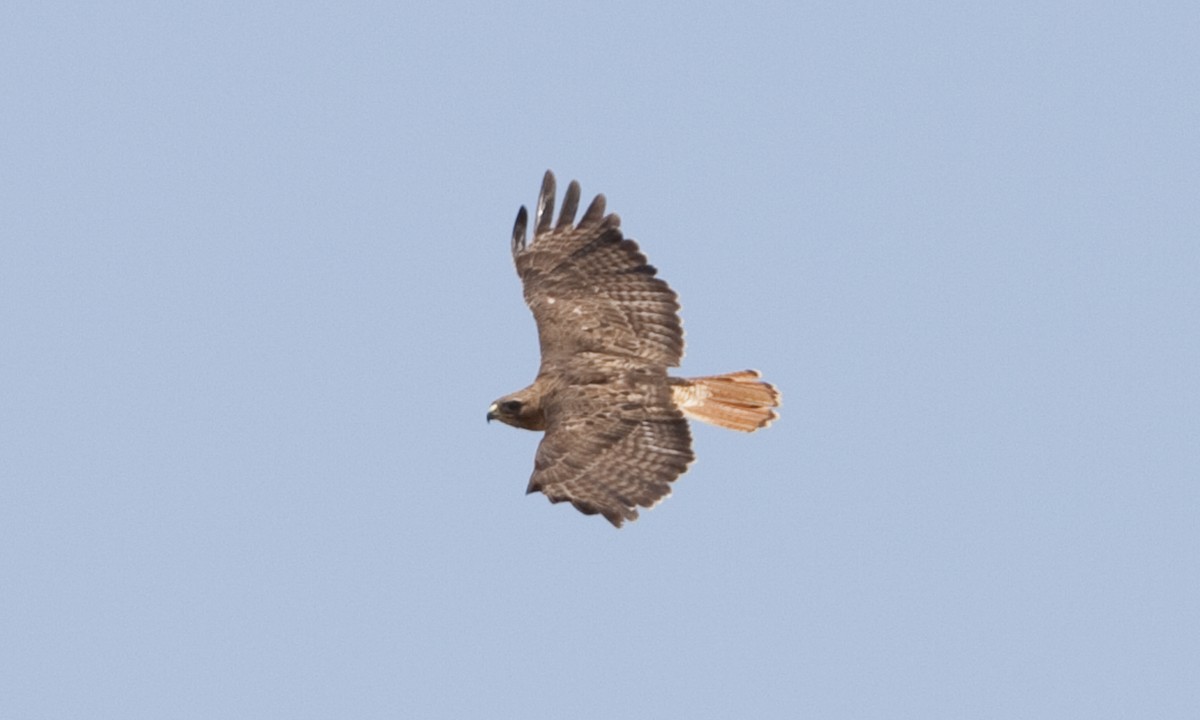 káně rudochvostá (ssp. calurus/alascensis) - ML249458451