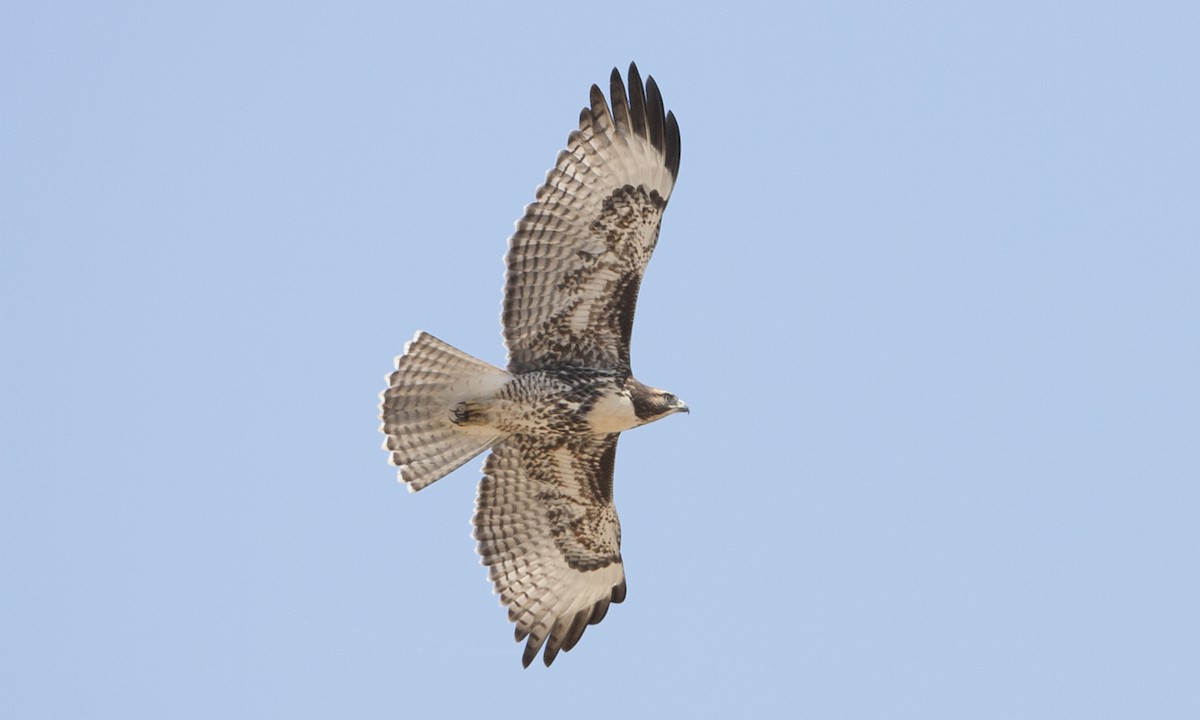 Red-tailed Hawk (calurus/alascensis) - ML249458761