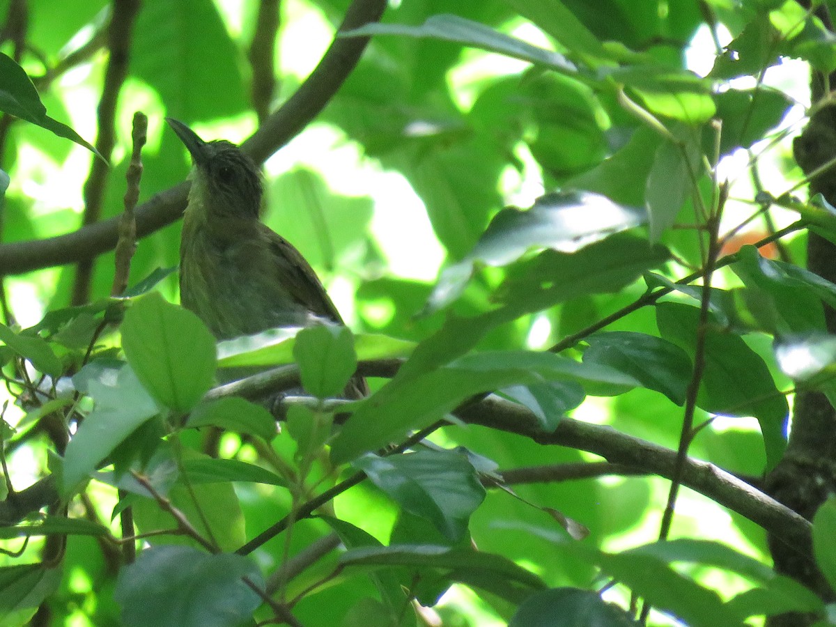 Mindoro Bulbul - ML249460261