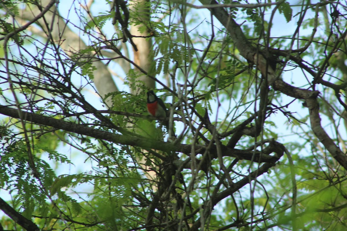 Red-breasted Chat - ML249460281