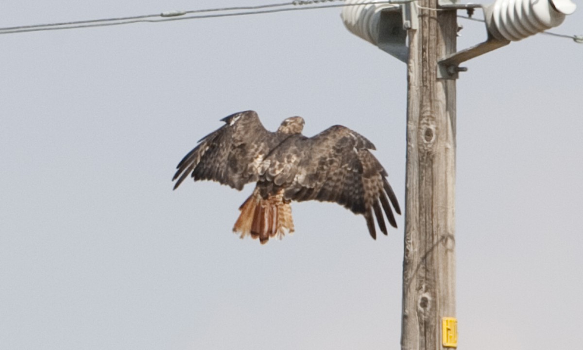 Red-tailed Hawk (calurus/alascensis) - ML249461131