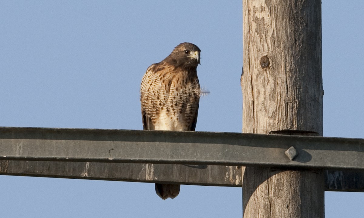 Red-tailed Hawk (calurus/alascensis) - Brian Sullivan