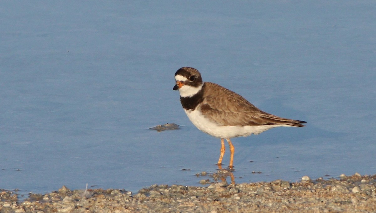 Semipalmated Plover - ML249462971