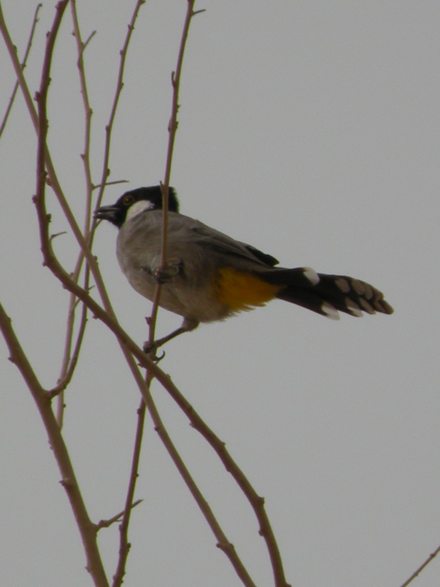 Bulbul à oreillons blancs - ML249463841