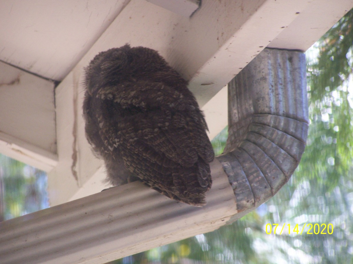 Western Screech-Owl - ML249464181