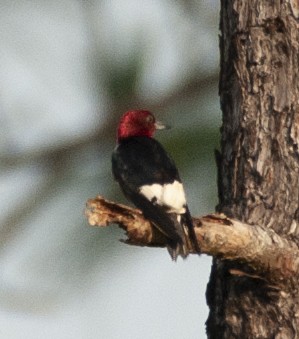 Pic à tête rouge - ML249465271