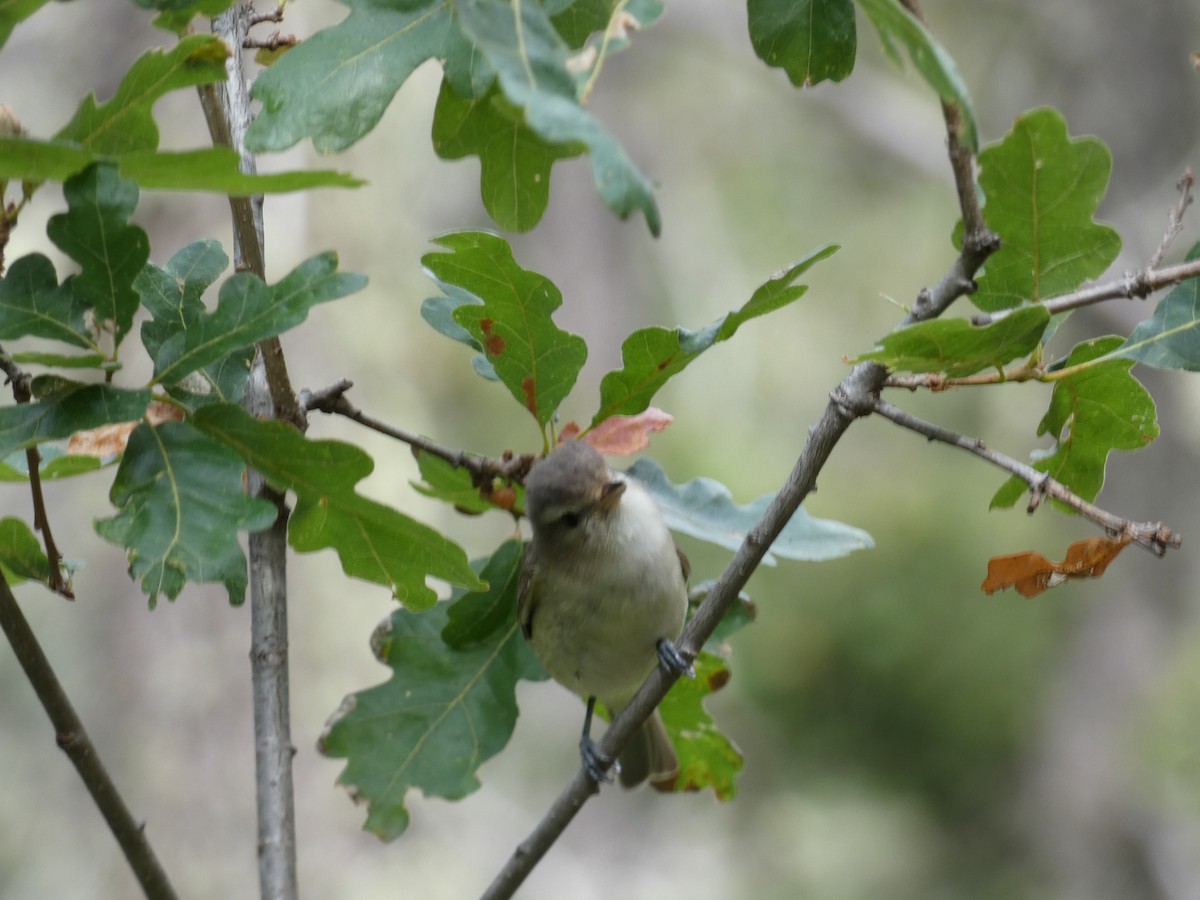 Warbling Vireo - Chris Chappell