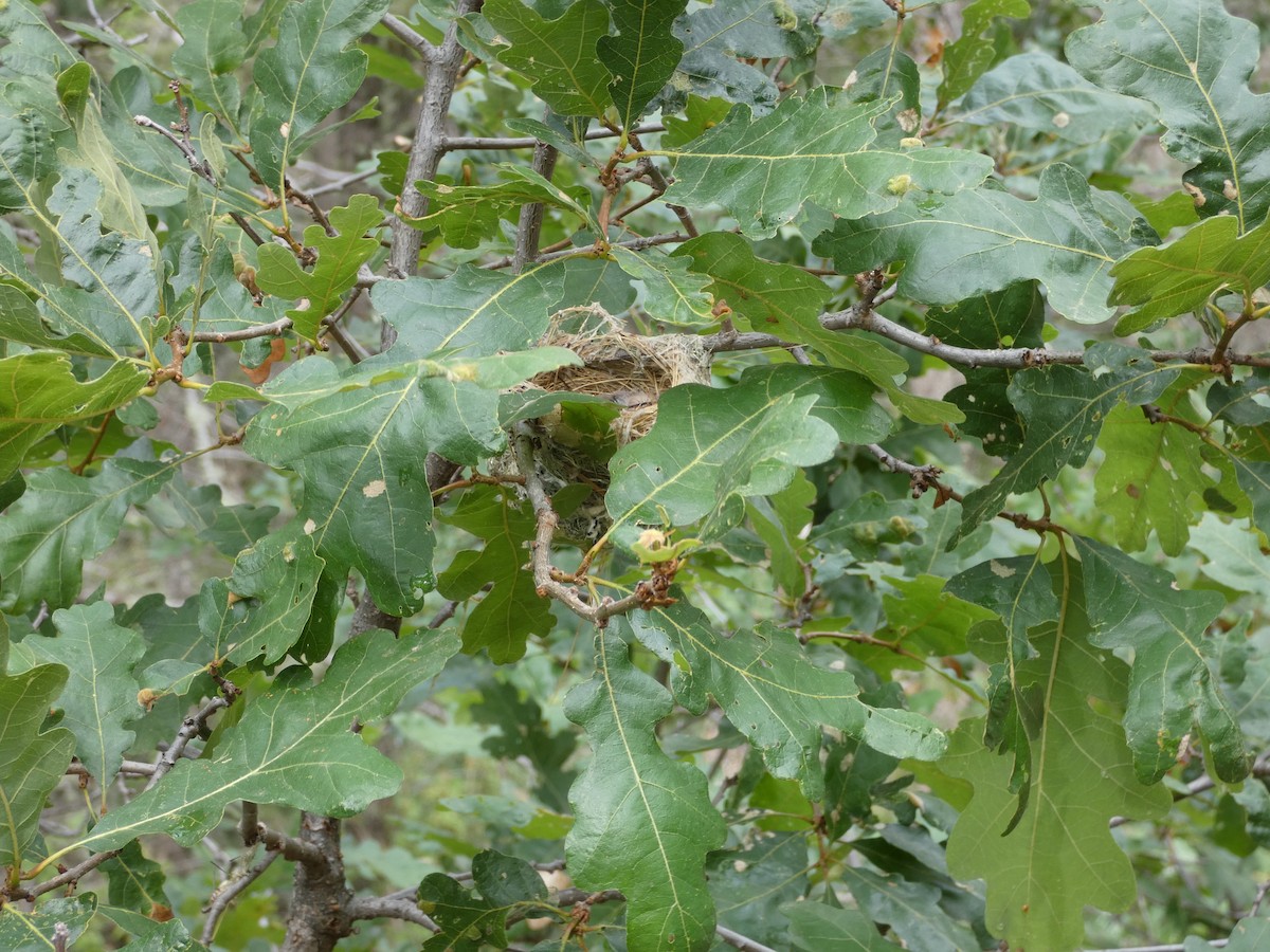 Warbling Vireo - Chris Chappell