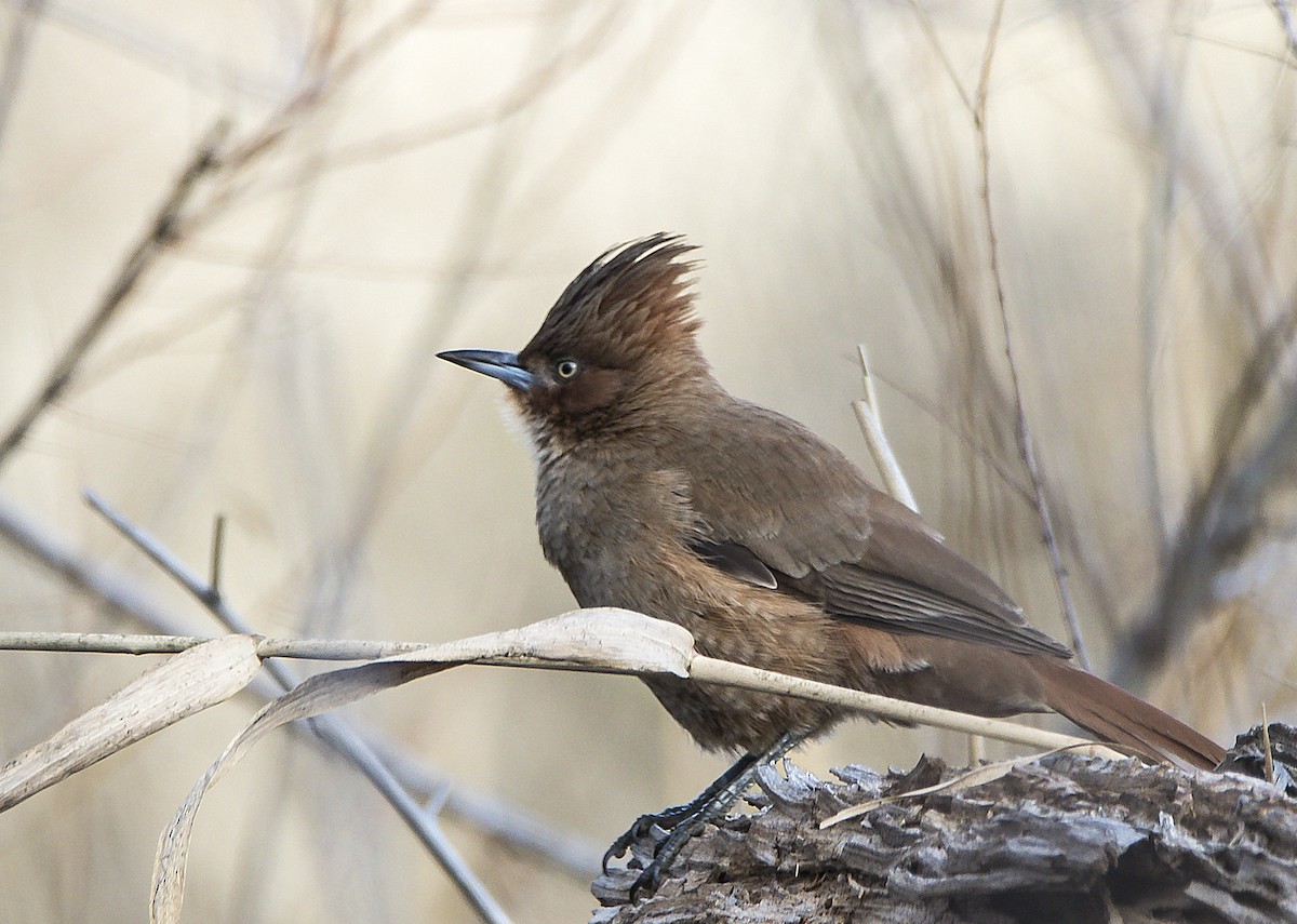 Brown Cacholote - Williams Daniel Nuñez