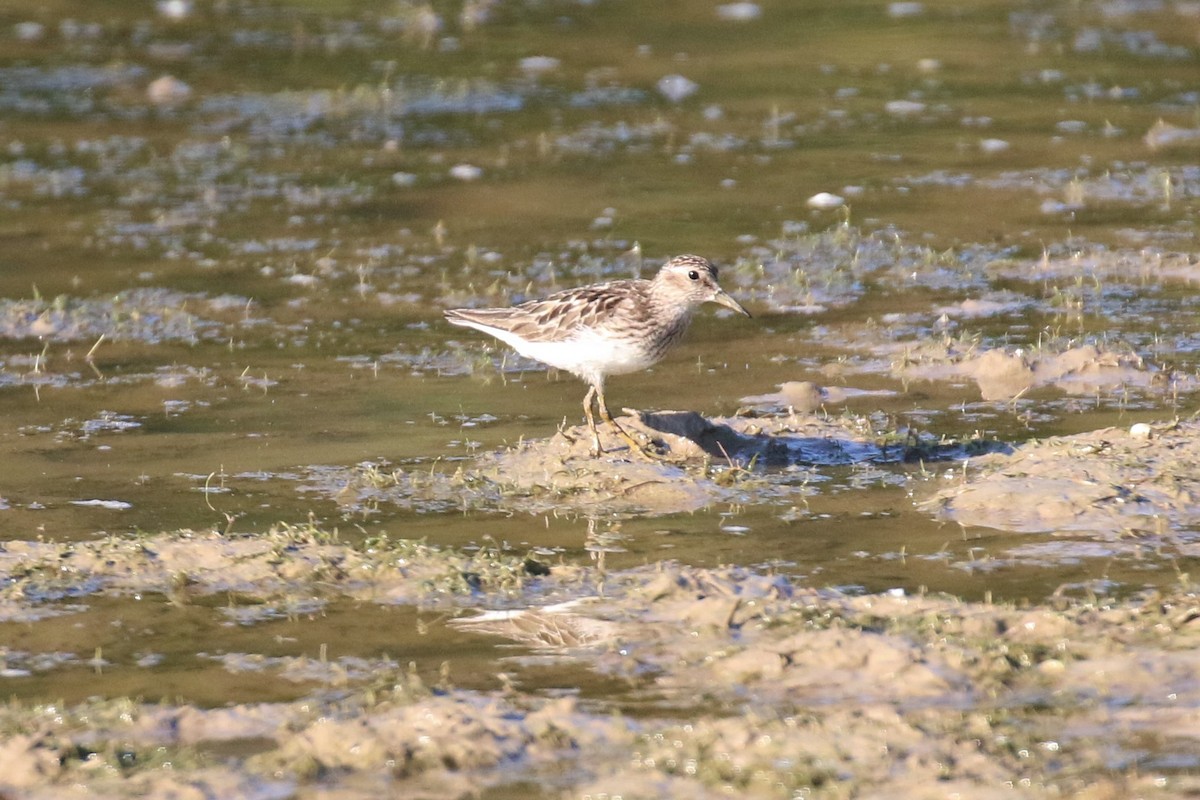 Least Sandpiper - ML249472091