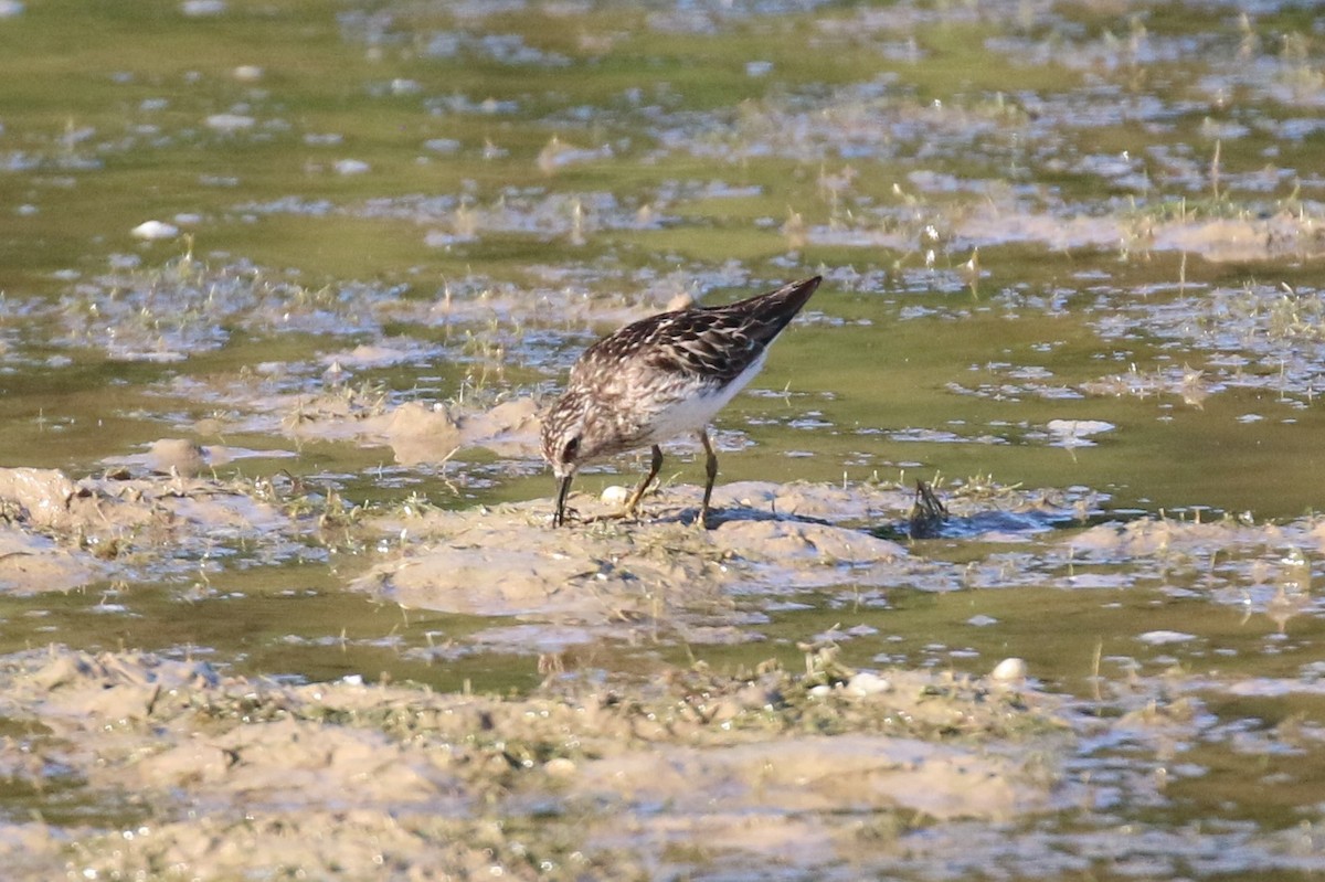 Least Sandpiper - ML249472131