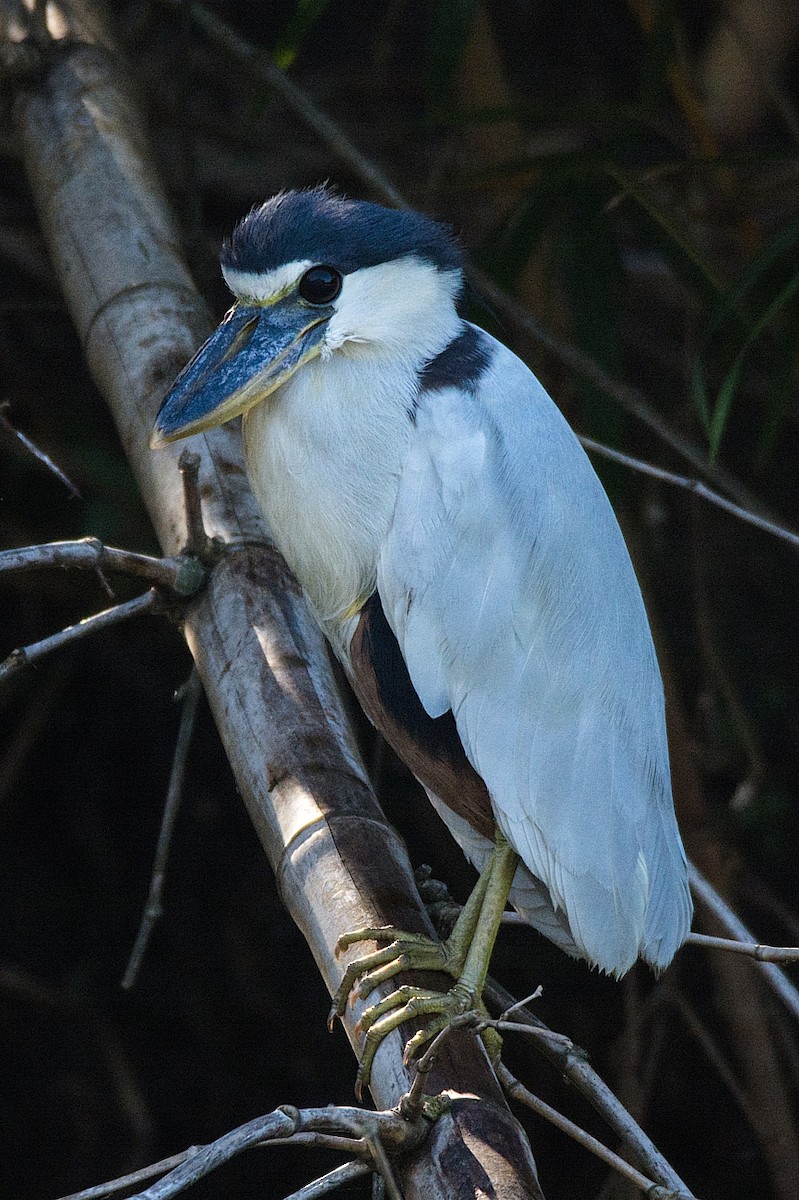 Boat-billed Heron - ML249473821