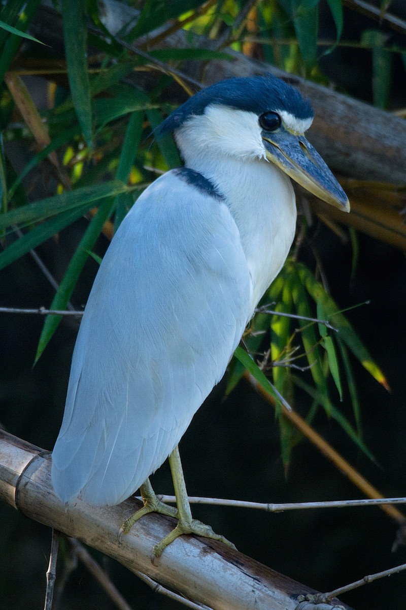 Boat-billed Heron - ML249473851