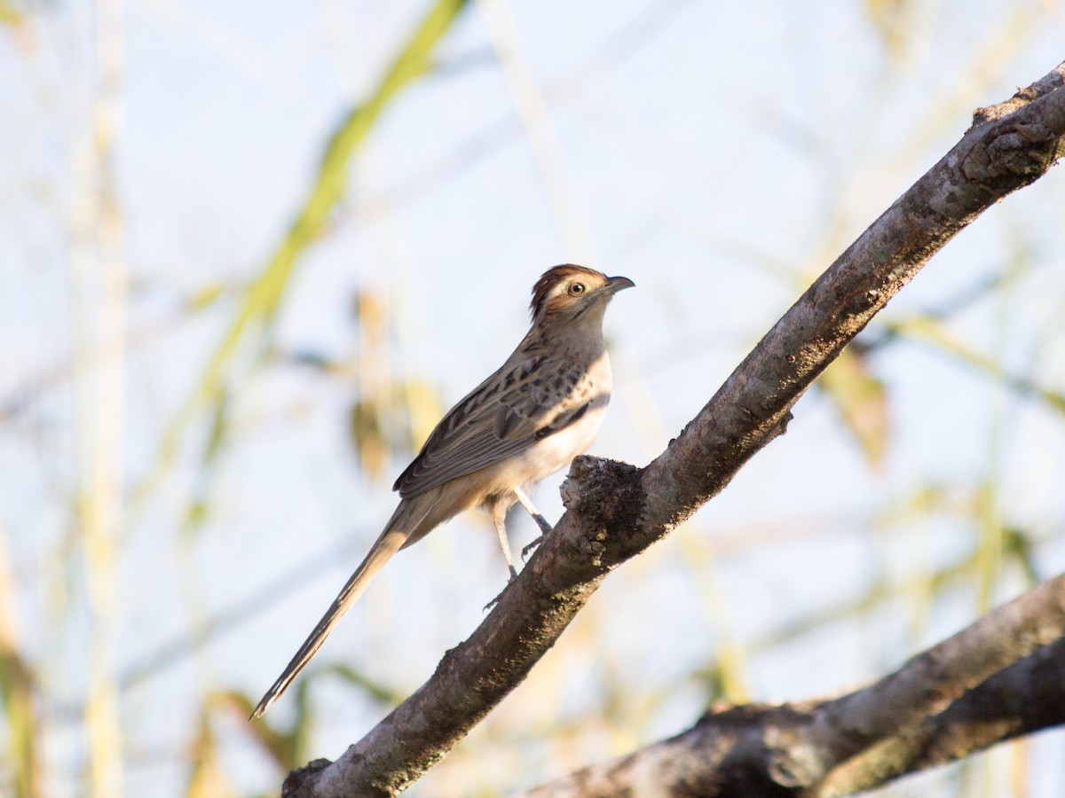 Striped Cuckoo - ML249474381