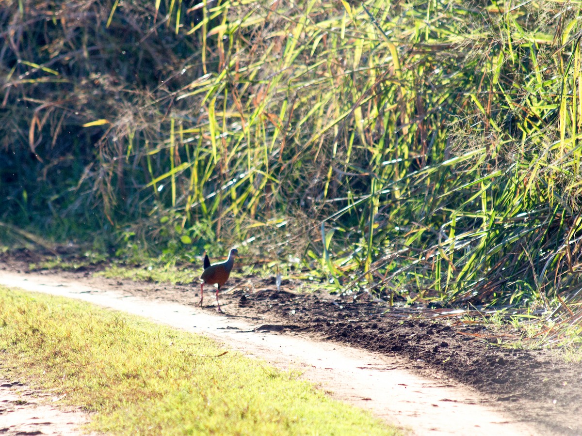 Gray-cowled Wood-Rail - Yuji Tateoka