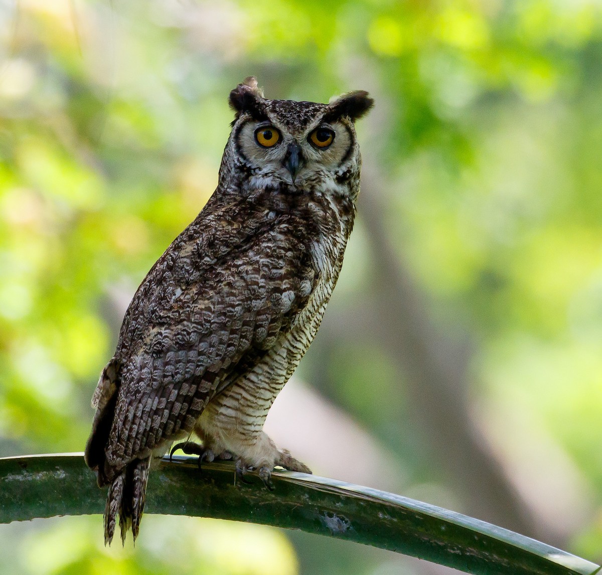 Great Horned Owl - Rolando Chávez
