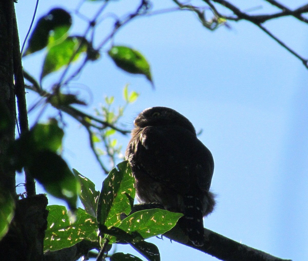 Ferruginous Pygmy-Owl - ML249478021