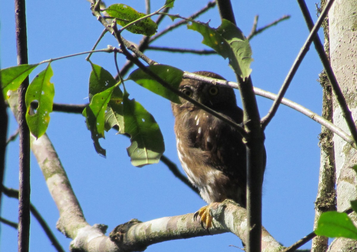 Ferruginous Pygmy-Owl - ML249478061