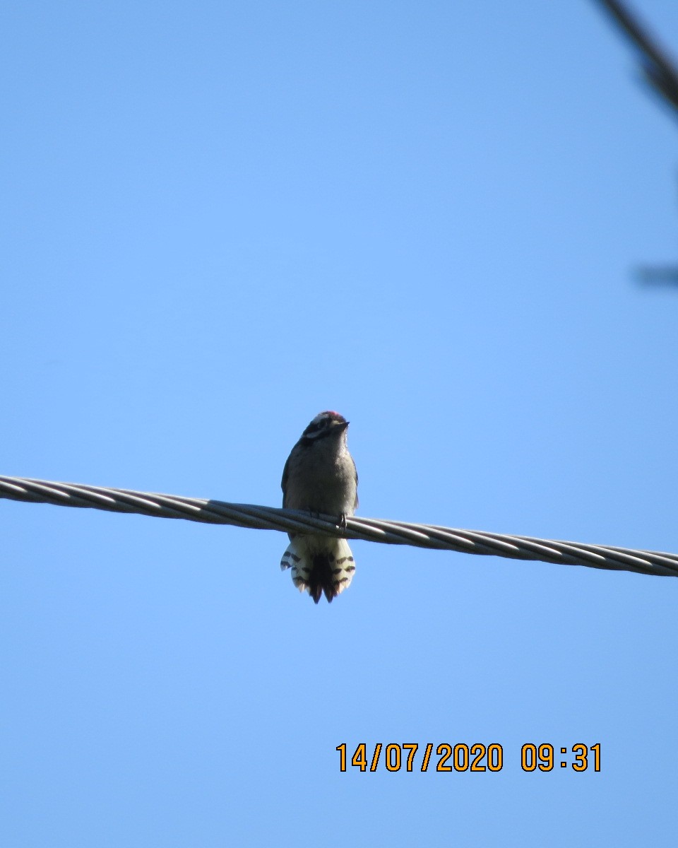 Downy Woodpecker - ML249478071
