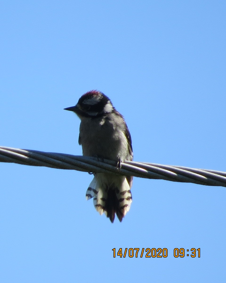 Downy Woodpecker - ML249478091