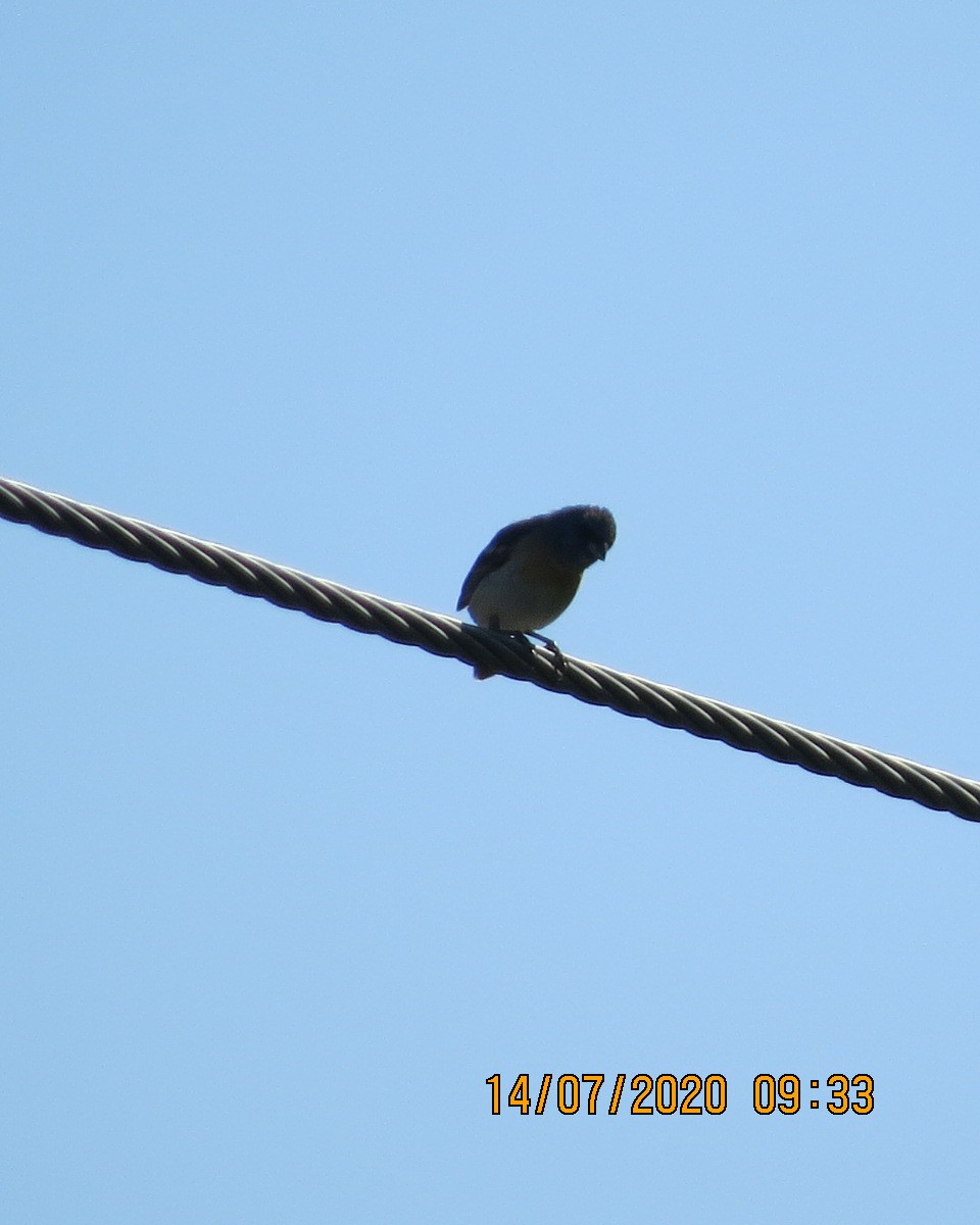 Lazuli Bunting - ML249478361