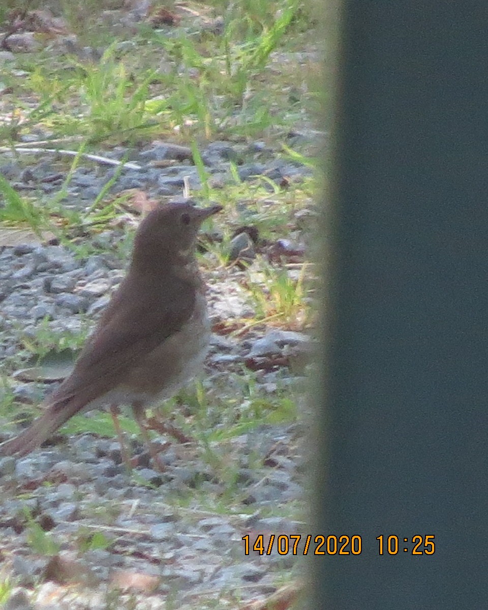 Swainson's Thrush - ML249478501