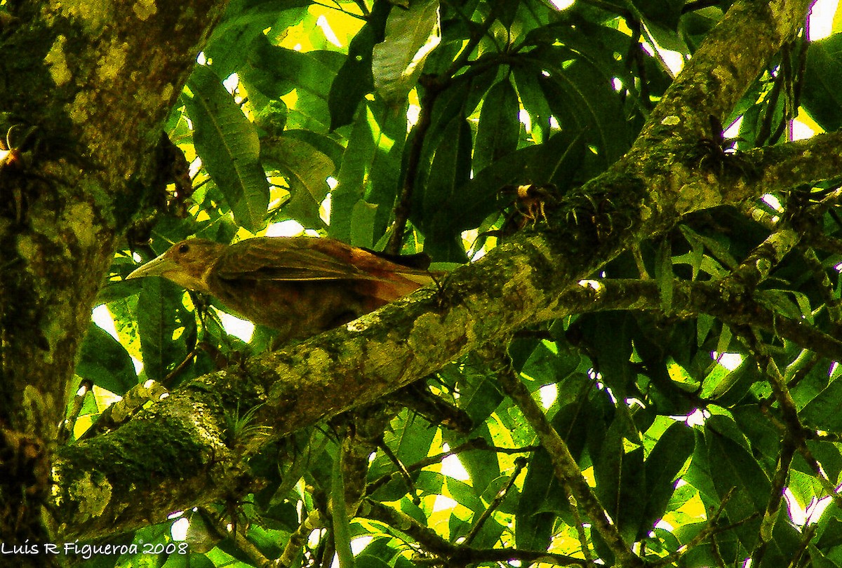 Russet-backed Oropendola - Luis R Figueroa