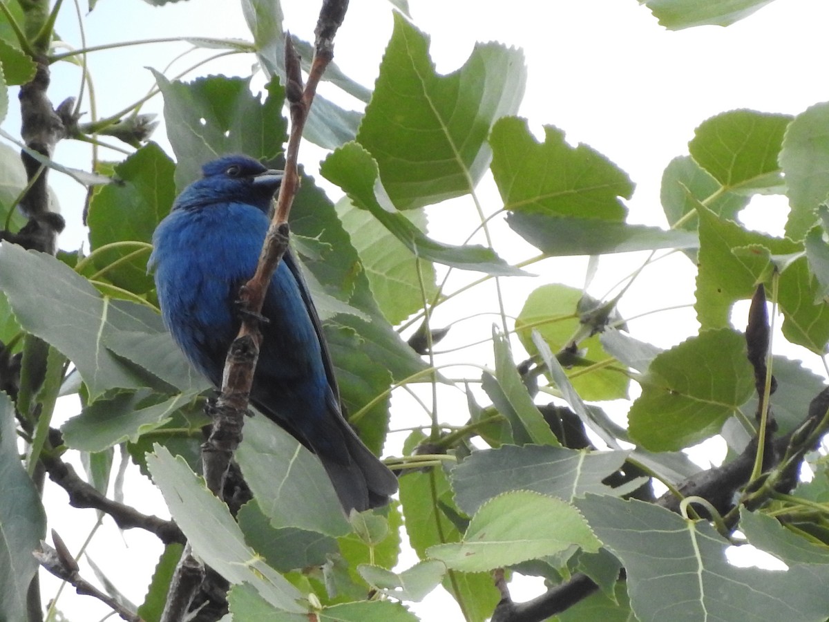 Indigo Bunting - Connor Smith