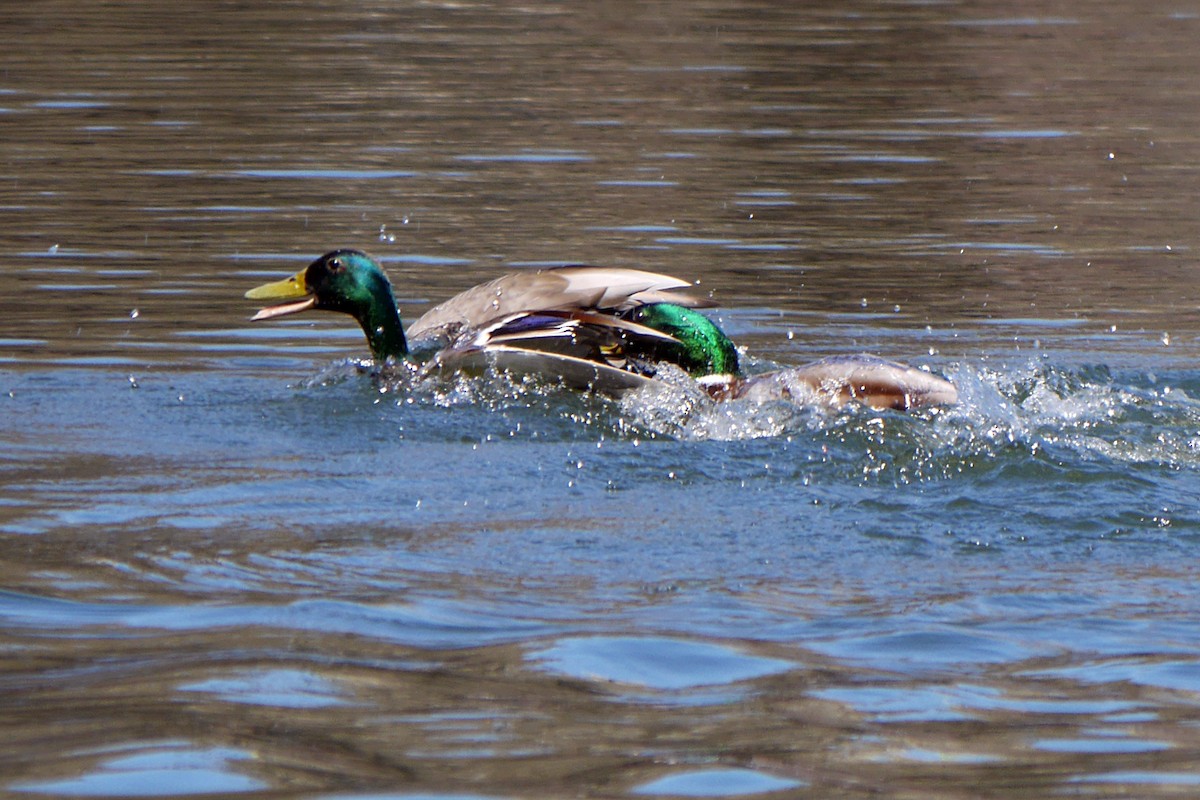 Mallard - ML249483871