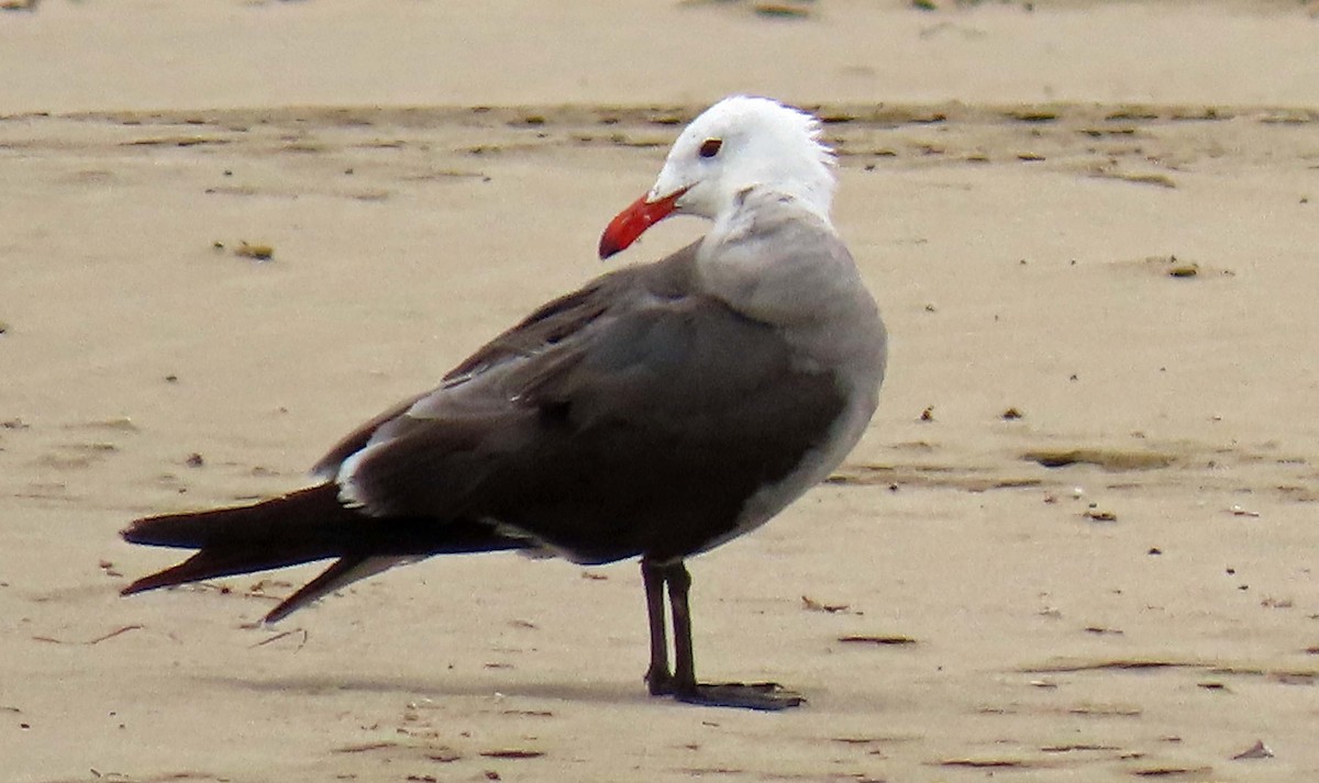 Heermann's Gull - ML249484141