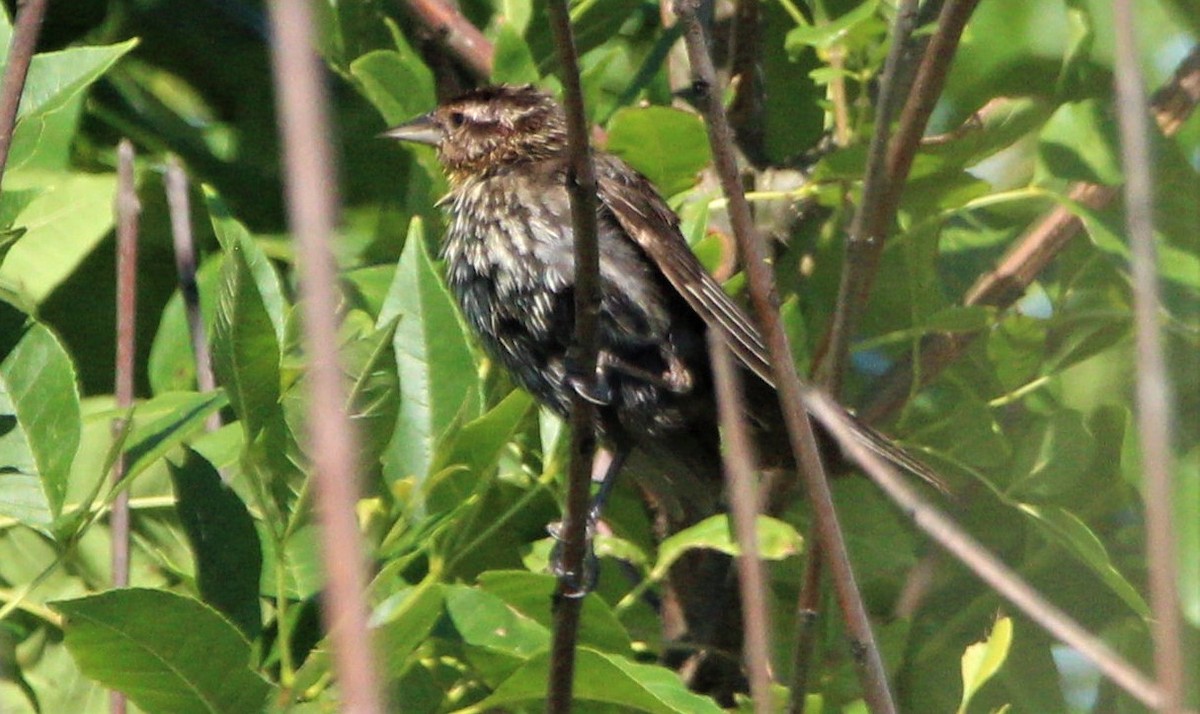 Red-winged Blackbird (Red-winged) - ML249484331