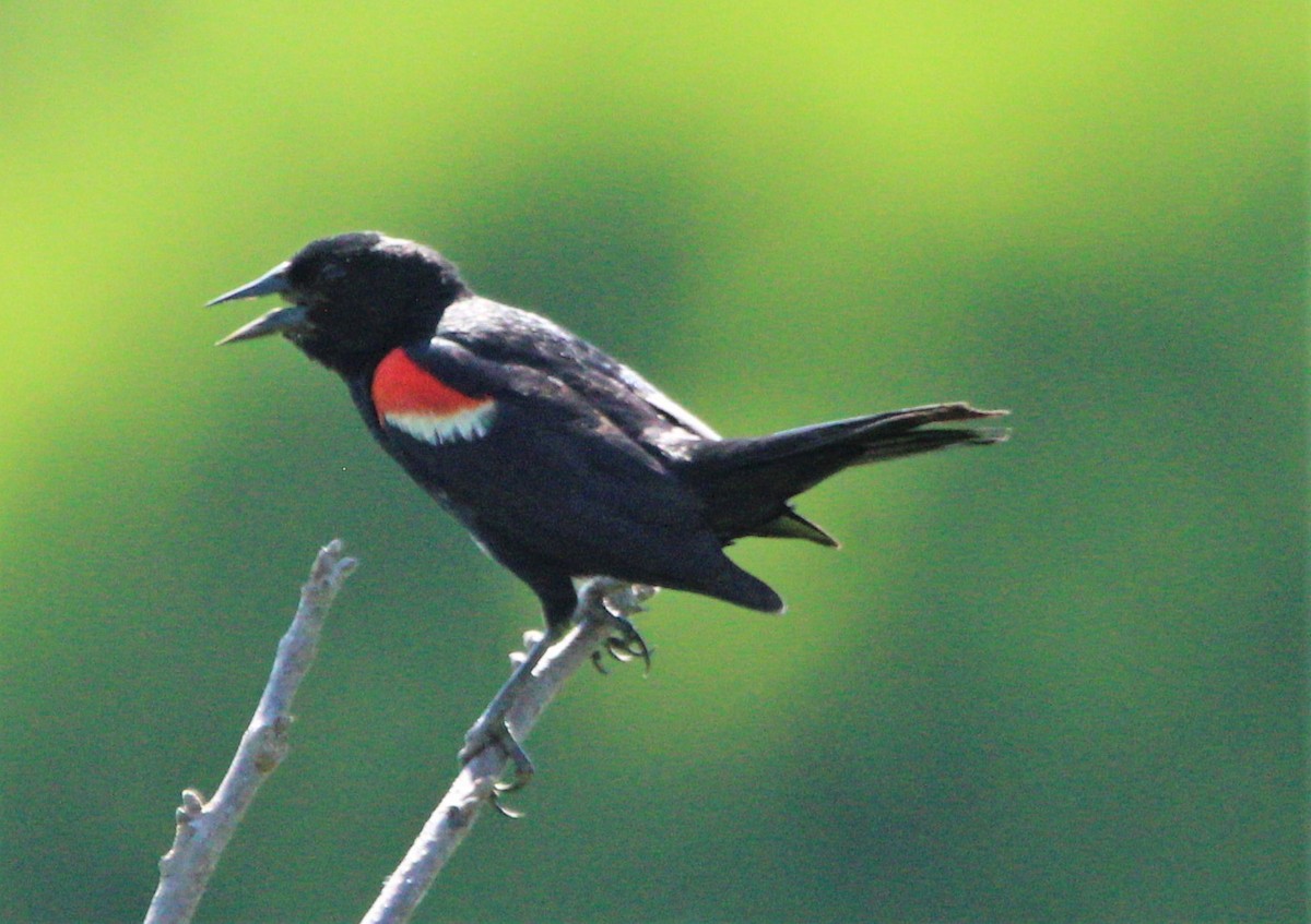 Red-winged Blackbird (Red-winged) - Jeffrey McCrary