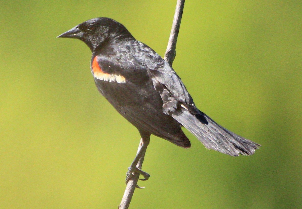 Red-winged Blackbird (Red-winged) - ML249484401