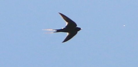 Barn Swallow - ML249484431