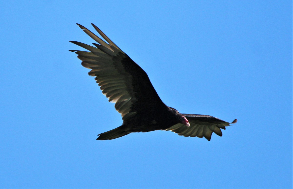 Turkey Vulture - ML249484441