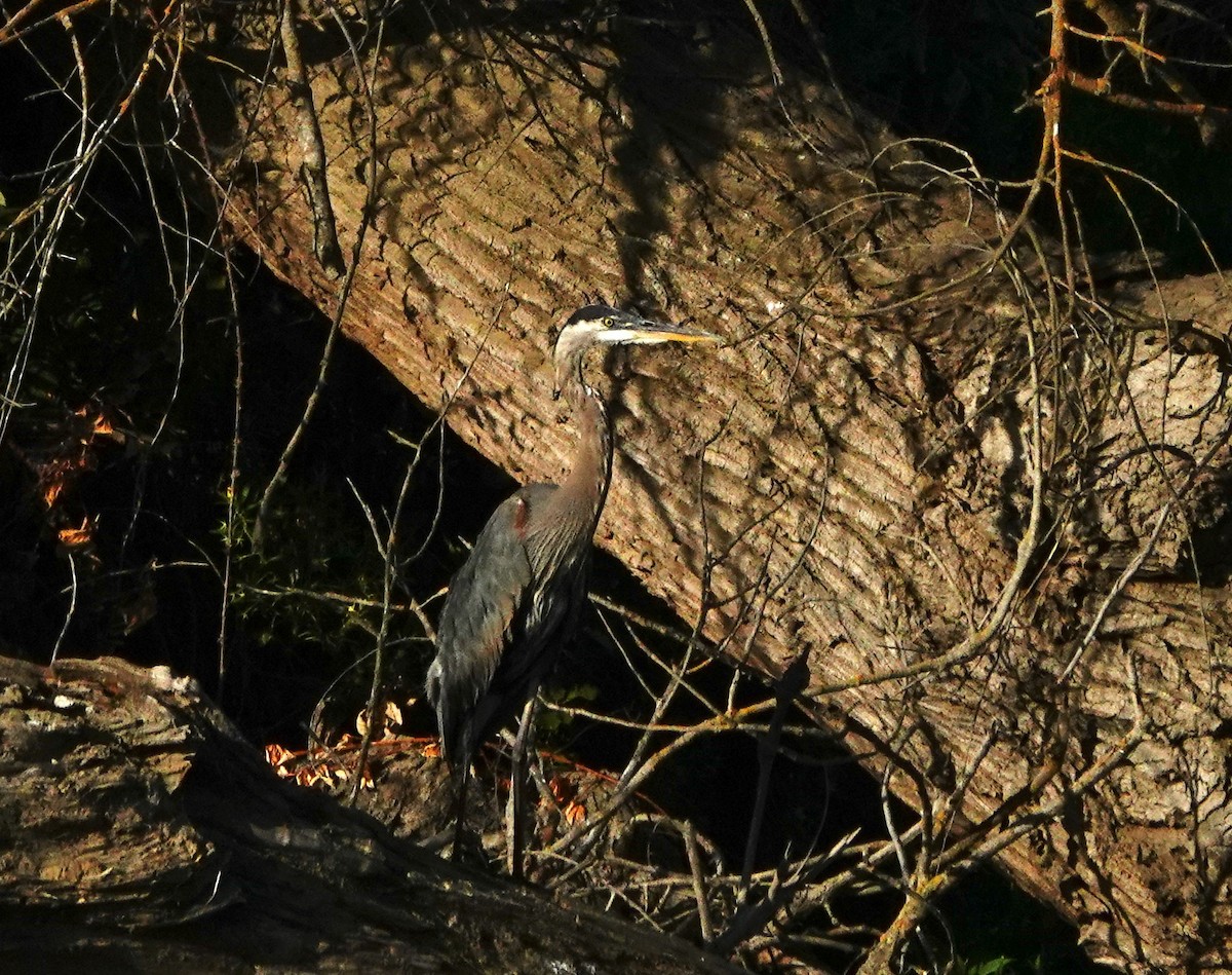 Great Blue Heron - ML249485271