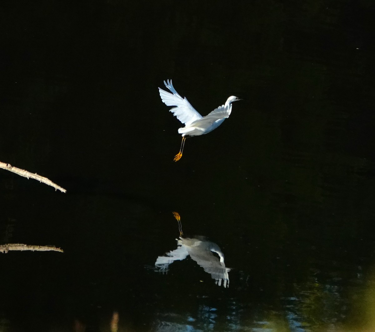 Snowy Egret - Susan Goodrich