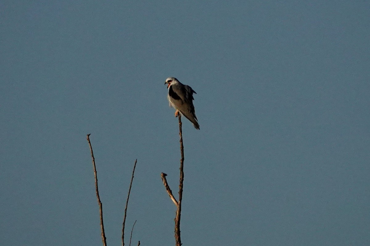 White-tailed Kite - ML249485311