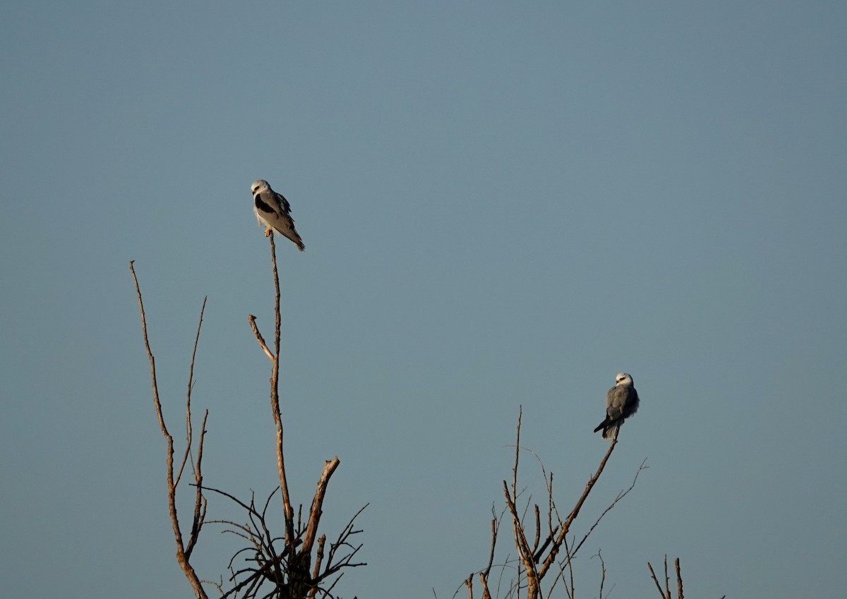 White-tailed Kite - ML249485321