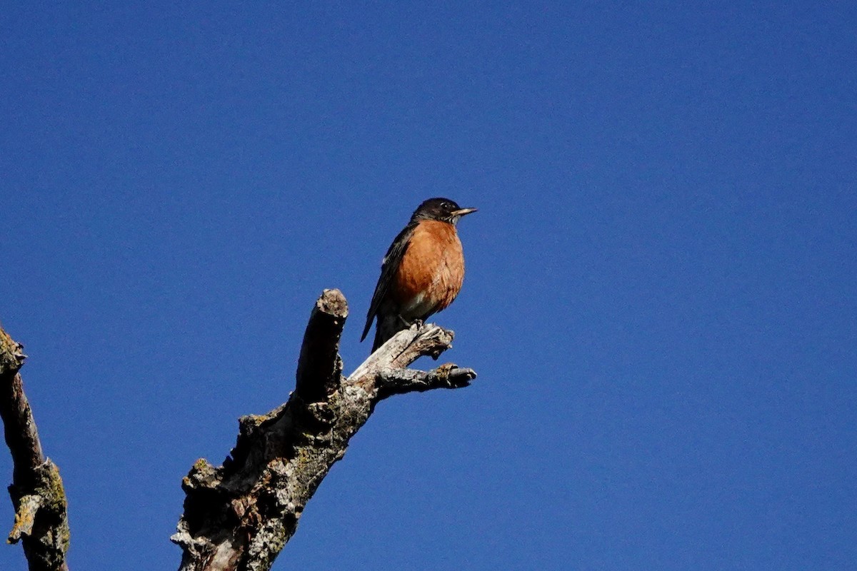 American Robin - ML249485351