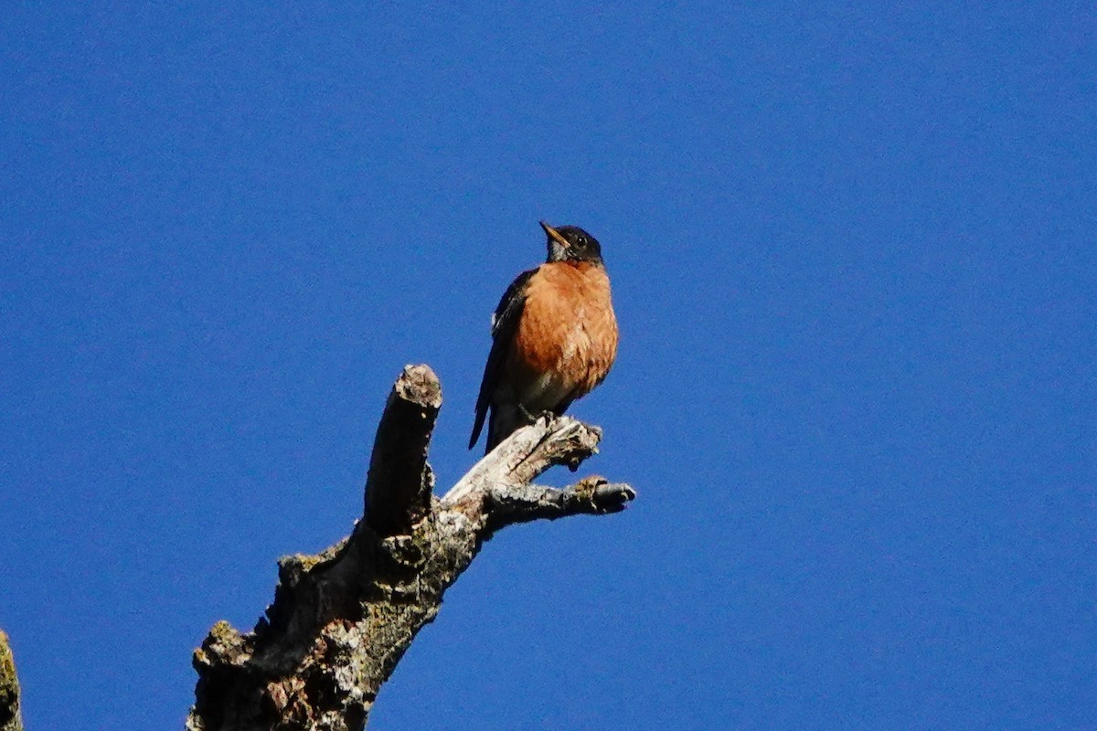 American Robin - ML249485361